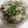 kahorrrrin's cooksnap of when they made 里芋の豚巻き＊おろしポン酢がけ＊.