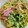 まみちぃ７'s cooksnap of when they made 夏はさっぱり☀ごまたっぷりで塩冷やし中華.