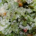 マリアの料理記録日誌's cooksnap of when they made 発芽玄米ご飯でライスサラダ★.