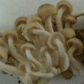 ma___111's cooksnap of when they made ＜メモ＞ ぶなしめじの切り方.