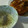 おろくにける's cooksnap of when they made 簡単！片栗粉なし羽根付餃子とマツコのタレ.