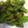 はに333's cooksnap of when they made ししとうがらしの甘辛煮.