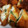 クックF6OI1W☆'s cooksnap of when they made ささみの梅肉と大葉ハサミ揚げ.