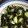 クック7KG38C☆'s cooksnap of when they made 簡単 酢の物.