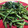 TommyNov's cooksnap of when they made 空芯菜の簡単オイスター炒め.
