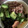 kijuhyt's cooksnap of when they made まぐろのたたきとねばねば3種丼！卵のせ♡.