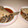 Belton's cooksnap of when they made とろとろカレイの煮付け＆舞茸煮.