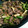 ぱぴぷぺぽち's cooksnap of when they made 簡単！牛肉としめじのしぐれ煮弁当.