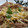 うり★ママ's cooksnap of when they made もやしとキャベツの鶏そぼろ✿中華風（丼）.