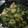 イグアナの笑顔's cooksnap of when they made ネギと鶏の塩糀炒め.