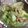 クック3IJVP1☆'s cooksnap of when they made ささ身とレタスの美味しぃ～梅和え.