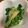 クックHDP0M2☆'s cooksnap of when they made 苦みがおいしい！菜の花の酢味噌かけ.