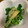 クックHDP0M2☆'s cooksnap of when they made 苦みがおいしい！菜の花の酢味噌かけ.