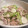 shiirao's cooksnap of when they made 豚肉とかぶのマスタード炒め.
