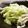 maruru-nn's cooksnap of when they made ✱キャベツナサラダ✱.