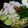 mmmaikomm's cooksnap of when they made 温・冷両方OK！梅おろし豚しゃぶうどん.