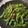クックHBA93F☆'s cooksnap of when they made 枝豆ガーリック炒め(ペペロンチーノ).