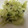 みゃーちゃん611's cooksnap of when they made すいかの皮de中華風和え♪.