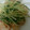 miyarobo's cooksnap of when they made 鶏むね肉と水菜のあっさり炒め.