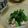 ジュスカ's cooksnap of when they made オクラと鶏ささみの梅風味和え.