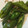 やんしゅ's cooksnap of when they made 万願寺とうがらしとカリカリしらすの炒め煮.