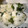 ぴっちい's cooksnap of when they made 大根の葉とわかめの揚げ玉ご飯.