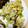 jcobssss's cooksnap of when they made レタスしめじチャーハン☆中華風味.
