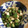 omiffy0610's cooksnap of when they made 山芋とオクラのおかか和え.