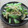 miyuki12's cooksnap of when they made 小松菜とエノキの煮びたし.