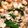 クックHWUFUY☆'s cooksnap of when they made 最速のレンジで丸美屋の麻婆豆腐の素の丼.