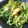 maruru-nn's cooksnap of when they made ○水菜と油揚げの煮浸し○.