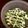 ☆こまっと☆'s cooksnap of when they made モロッコいんげんのマヨ生姜和え.