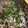 クックLL0JMD☆'s cooksnap of when they made 採れ過ぎみょうがの保存法２種と活用法.