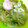 京子＆まよ's cooksnap of when they made オクラとツナの和え物.