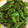 クック6JTL35☆'s cooksnap of when they made おススメ！ささげの青南蛮なめんつゆ炒め.