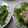 さかちゃン's cooksnap of when they made ★鶏ハムとごぼうの和風サラダ　*Ym*.