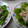 さかちゃン's cooksnap of when they made ★鶏ハムとごぼうの和風サラダ　*Ym*.