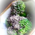 子ぎつねヘレン's cooksnap of when they made ブ、ブロッコリーがゴマまみれ!?.