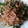 クックOYTSP1☆'s cooksnap of when they made ⑥　万願寺トウガラシのさっと炒め　⑥.