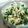 まっさまさママ's cooksnap of when they made 簡単！ルッコラの白和え.