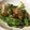 花団子＊'s cooksnap of when they made 俺流！簡単…絹さやのおひたし.