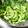かずぷぅ's cooksnap of when they made ワタを取らないゴーヤの下ごしらえ.