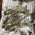 日本晴's cooksnap of when they made ヤマメ イワナ 川魚の唐揚げ.