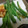 のりっち１０'s cooksnap of when they made 簡単おいしい♪いんげんのからあげ.