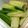maso★maso's cooksnap of when they made 2分でできる！レンジでおつまみ塩ネギ.