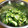 ブー吉's cooksnap of when they made 韓国の友人直伝 ズッキーニのナムル.