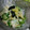 へろりーな's cooksnap of when they made オクラの簡単白和え.