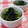 shouko's cooksnap of when they made ゆず胡椒がきいてる♪酢味噌和え.
