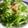 じゅーーーーん's cooksnap of when they made サニーレタスの居酒屋風サラダ.