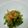 クック5QKL4F☆'s cooksnap of when they made めんつゆ　で　ゴーヤのおひたし☆.